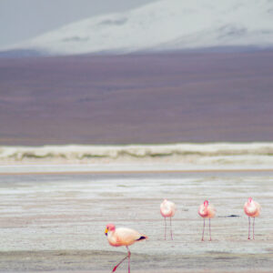 Flamingo's bolivia