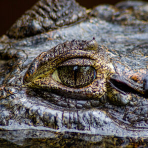 Krokodil Bolivia