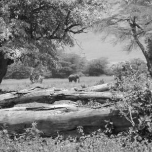 Painting, Serengeti