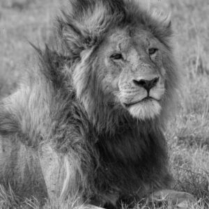 Lion Pride, Serengeti