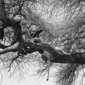 Nap time, Serengeti