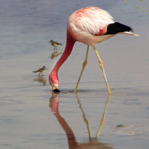 Flamingo, Atacama
