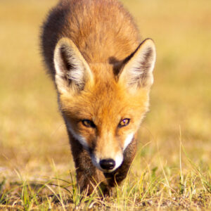 Smirre the Fox, Amsterdamse waterleidingduinen